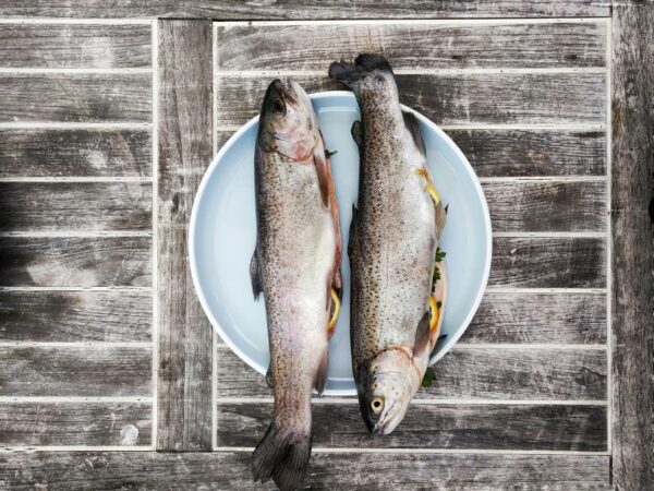 Fish - Katla
