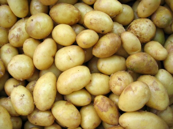 Potato - Aalu