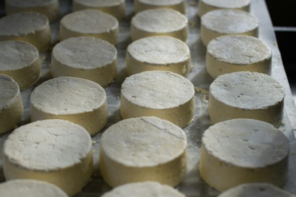 Paneer